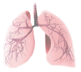 lungs